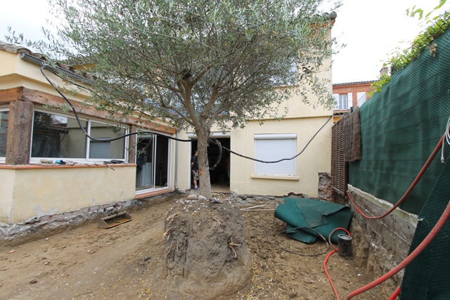 L&rsquo;olivier est conservé