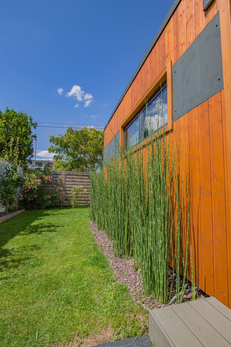 Vue sur les prêles du japon