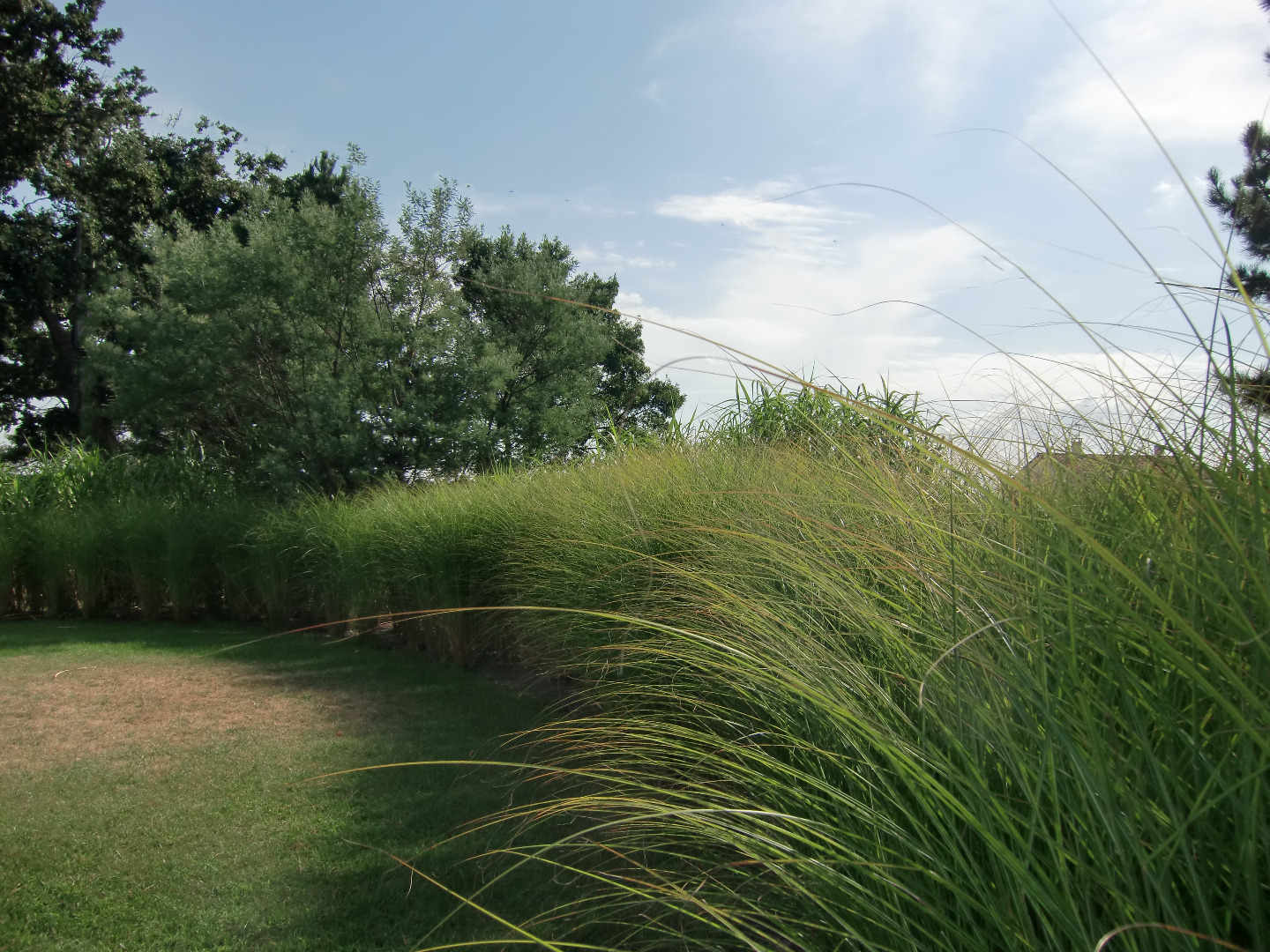 Haie de graminées