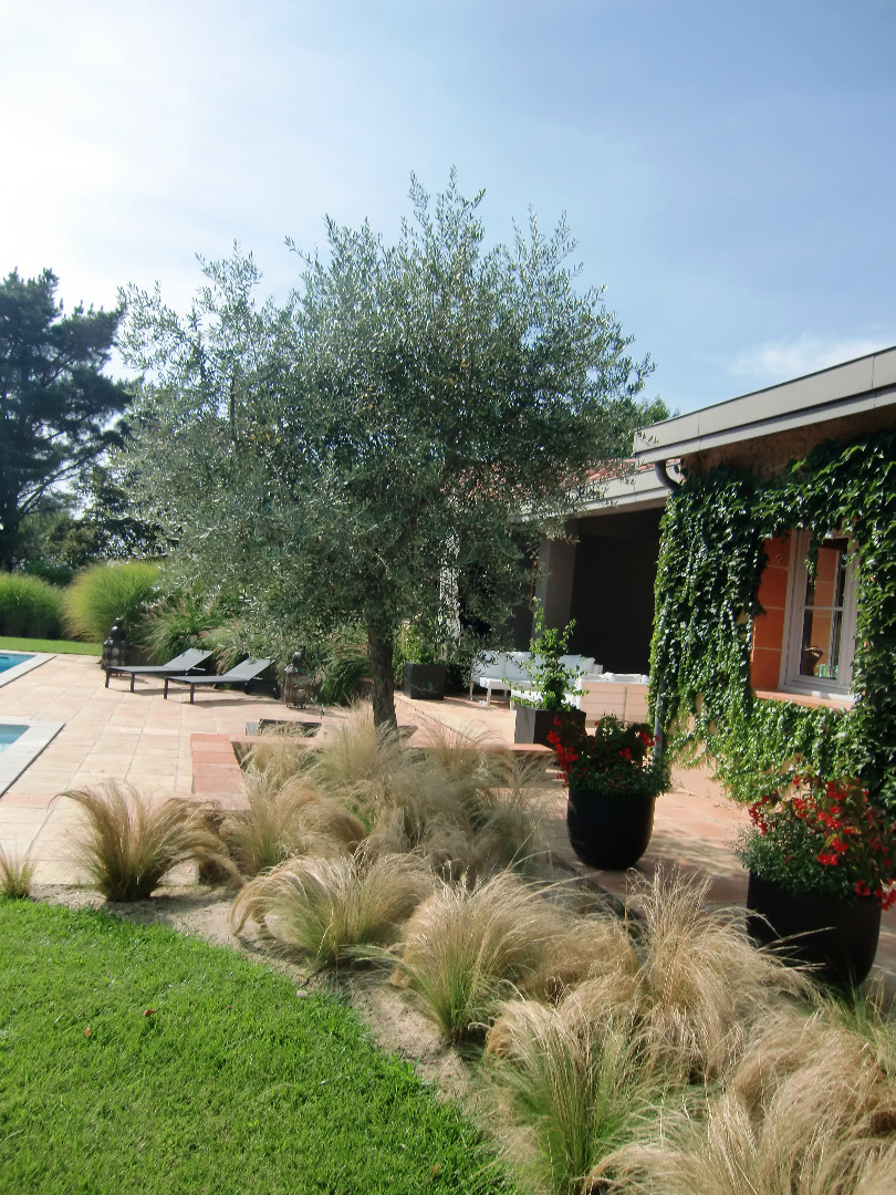 L&rsquo;olivier avec son massif de stipa