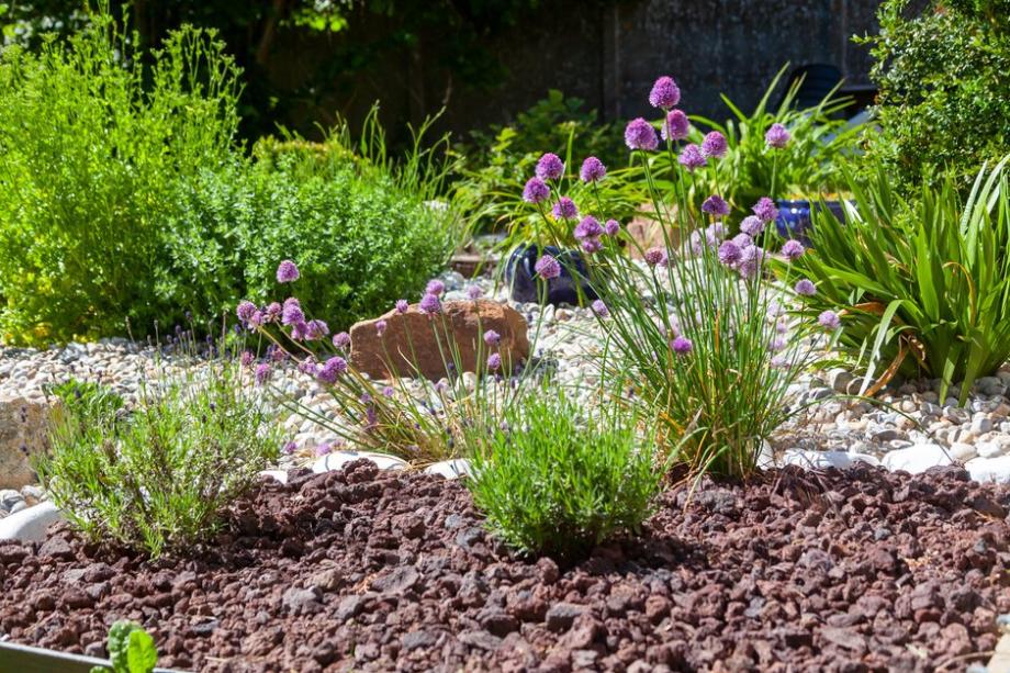 Ciboulette en fleurs et plantes vivaces dans un jardin avec roche volcanique et galets décoratifs.