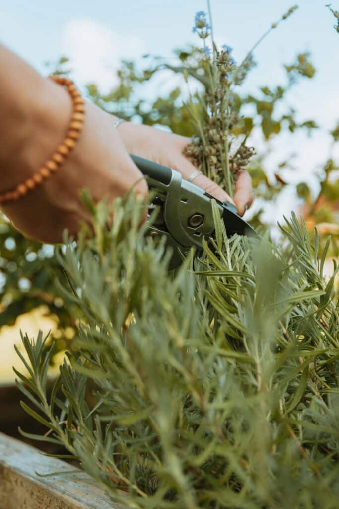 Mains récoltant de la lavande avec un sécateur dans un jardin sous un ciel bleu clair.